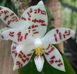 Phalaenopsis zebrina