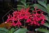 Renanthera coccinea