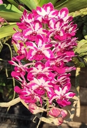 Rhynchostylis gigantea 'Red Spot'