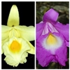 Sobralia macrantha x La Folie