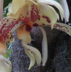 Stanhopea Gary Baker