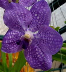 Vanda Manuvadee x rothschildiana 'Blue Sky'