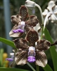 Vanda Mimi Palmer