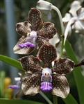 Vanda Mimi Palmer