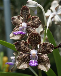 Vanda Mimi Palmer