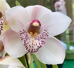 Cymbidium Balkis 'Nevada' x Little Rod