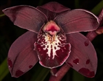 Cymbidium Black Peter 'Captain Midnight'