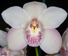 Cymbidium Cloud Atlas 'Perfection'