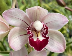 Cymbidium Cloudy Yai