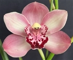 Cymbidium Cumberland Blues x Vanessa Amorosi