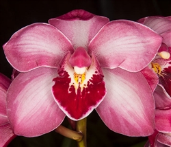 Cymbidium (Elderberry Wine 'Rose'x Vanna White 'Mana') #1