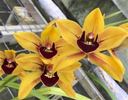 Cymbidium Golden Road 'Sunbeam'