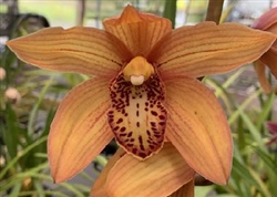 Cymbidium Here Comes Sunshine 'Alba Large Flower' x Fire on the Mountain #1 orange