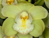 Cymbidium Ice Green Doll 'Yum'