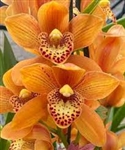 Cymbidium Golden Enzan