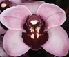 Cymbidium Yai