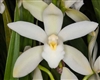 Cymbidium Picasso Moon 'Snow White'