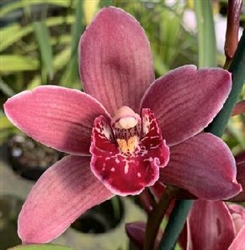 Cymbidium Rosy Cloud 'Paradise' x Black Peter 'Captain Midnight'