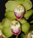 Cymbidium Terrapin Flyer