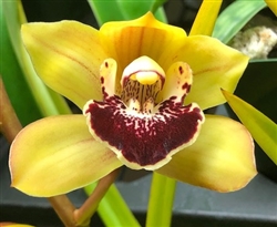 Cymbidium (Valerie Absolonova #18 x Sleeping Bill Bailey) 'Goldilocks' x Peter Pan 'Lawson's #5'