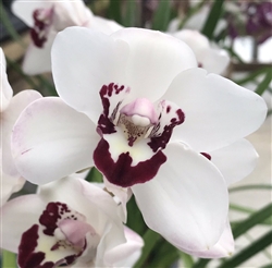 Cymbidium Vanessa Amorosi 'Paradise'