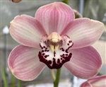 Cymbidium Vanessa Blues