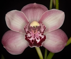 Cymbidium Vanna Blues