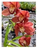 Cymbidium Warmly Passionate x Cumberland Blues 'Purple Haze'