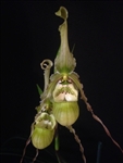 Phragmipedium richteri