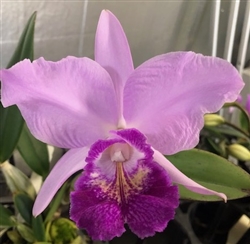 Cattleya QF Deenie