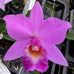 Cattleya QF Rita (nobilior v. amaliae 'Miss Blue' x Blc. Blue Hawaii)