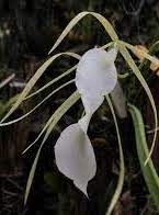 Brassavola Rediculous (nodosa x grandiflora)