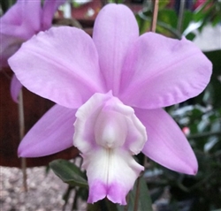 Cattleya loddigesii 'Aranda' AM/AOS x nobilior v. amaliae H&R