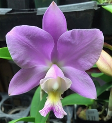 Cattleya Jungle Nobility (nobilior x harrisoniana)