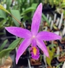 Cattleya QF Mantra (jongheana x Soph. mantiqueirae)