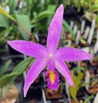 Cattleya QF Mantra (jongheana x Soph. mantiqueirae)