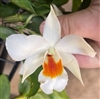 Dendrobium Judith Nakayama