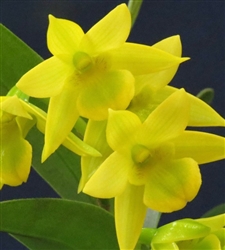 Dendrobium Lemon Ice