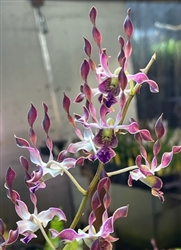 Dendrobium Doralba Mesa Rodriguez (Blue Twinkle x stratiotes)