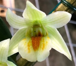 Dendrobium Chanicha Queen Star (Frosty Dawn x cruentum)