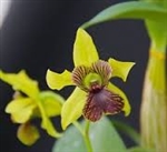 Dendrobium Green Flash