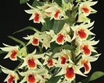 Dendrobium Green Lantern