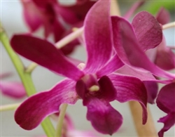 Dendrobium Hawaiian Punch