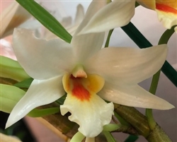 Dendrobium Lori Tokunaga x draconis