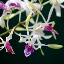 Dendrobium Lowana Nioka