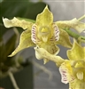 Dendrobium Mini Snowflake x polysema