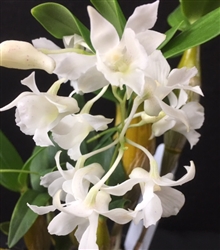 Dendrobium Mini Snowflake