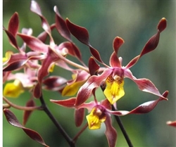 Dendrobium Minnie