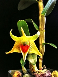 Dendrobium Peng Seng