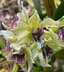 Dendrobium QF Hapa (Roy Tokunaga v. semi-alba x Kaila Quintal)